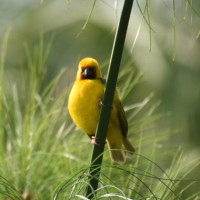 Northern Brown-throated Weaver